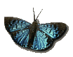 Animating the Butterly