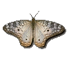 Animating Butterfly